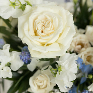 Ivory & Blue Small Arrangement - Plum Sage Flowers