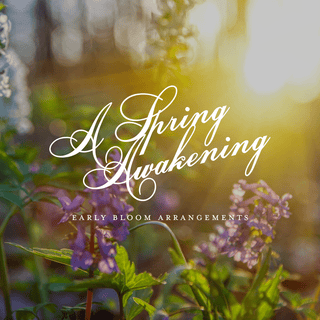 A Spring Awakening: March 13, 2025 | 5:30 PM - 7:00 PM - Plum Sage Flowers