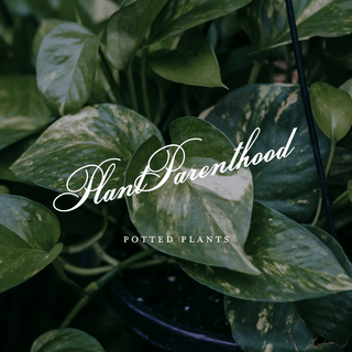 Plant Parenthood Workshop: May 24, 2025 | 10:30 AM - 12:00 PM - Plum Sage Flowers